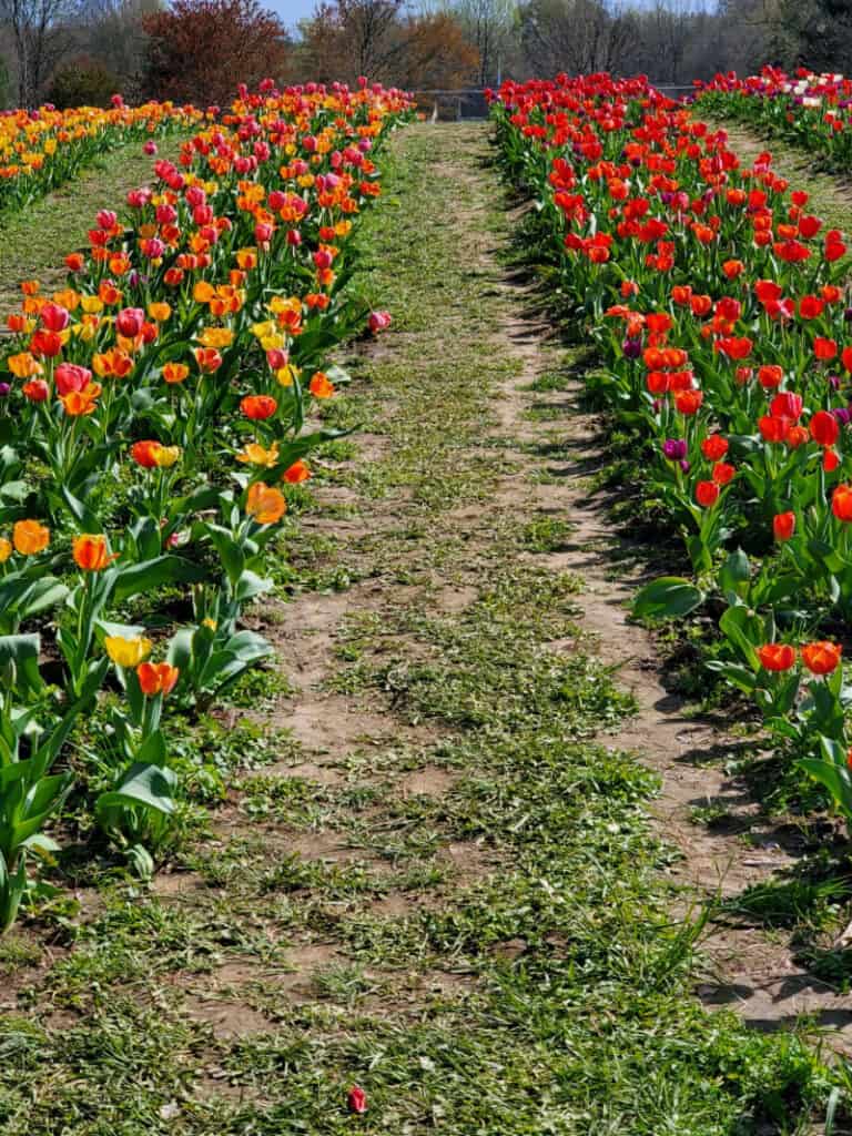 Tulip field